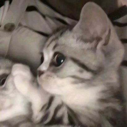 高清好看的情侣头像猫可爱卖萌图片 猫情侣头像两张