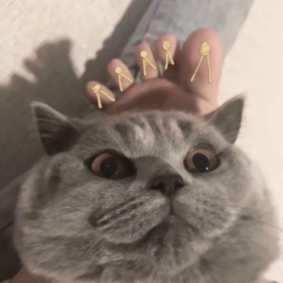 高清好看的情侣头像猫可爱卖萌图片 猫情侣头像两张