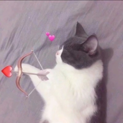 高清好看的情侣头像猫可爱卖萌图片 猫情侣头像两张