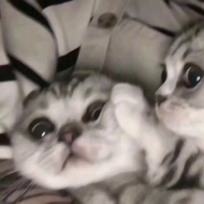 高清好看的情侣头像猫可爱卖萌图片 猫情侣头像两张