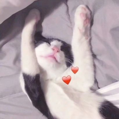 高清好看的情侣头像猫可爱卖萌图片 猫情侣头像两张