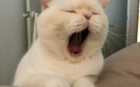 高清可爱的情侣头像猫咪萌两张图片 两个猫咪的情头