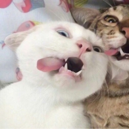 高清超萌的可爱小猫情侣头像图片 超可爱猫咪情侣头像