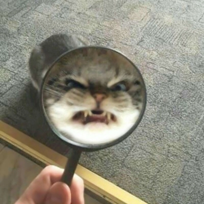 高清超萌的可爱小猫情侣头像图片 超可爱猫咪情侣头像