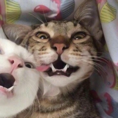高清超萌的可爱小猫情侣头像图片 超可爱猫咪情侣头像
