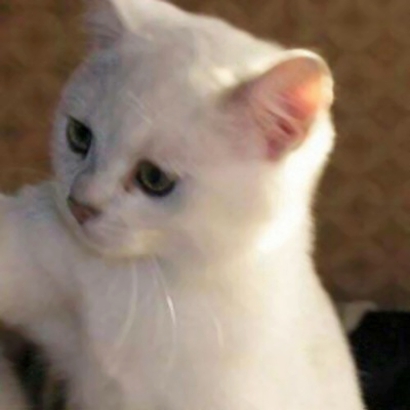 高清超萌的可爱小猫情侣头像图片 超可爱猫咪情侣头像