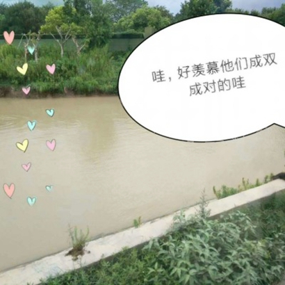 高清好看的动物情头一左一右可爱图片 动物情头高清