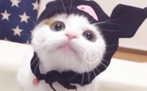 高清可爱的两只小猫的情侣头像图片 萌萌哒情侣猫猫头像
