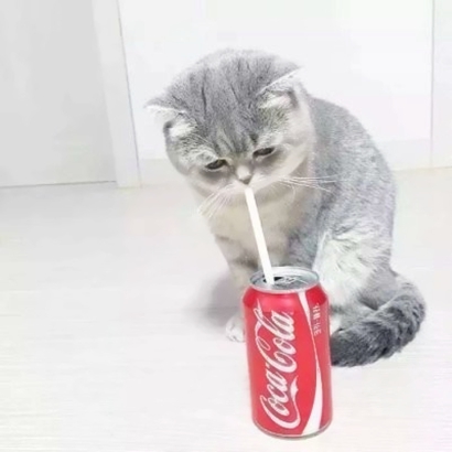 高清可爱的抖音猫咪情侣头像图片 超可爱的情侣猫咪头像