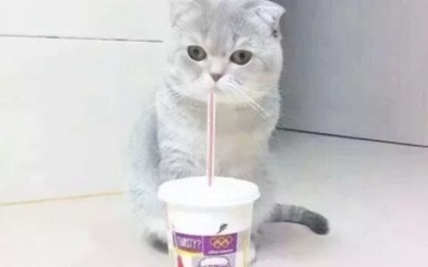 高清可爱的抖音猫咪情侣头像图片 超可爱的情侣猫咪头像