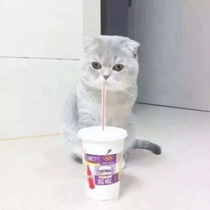 高清可爱的抖音猫咪情侣头像图片 超可爱的情侣猫咪头像