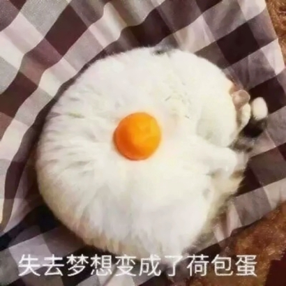 高清可爱的抖音猫咪情侣头像图片 超可爱的情侣猫咪头像