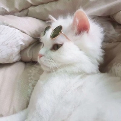 高清可爱的抖音猫咪情侣头像图片 超可爱的情侣猫咪头像