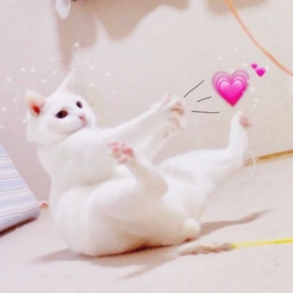 高清可爱的抖音猫咪情侣头像图片 超可爱的情侣猫咪头像