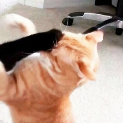 高清可爱的抖音猫咪情侣头像图片 超可爱的情侣猫咪头像