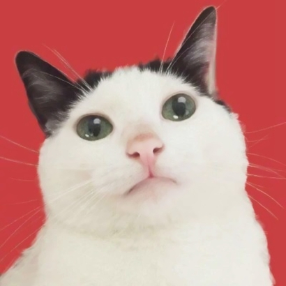 高清可爱的抖音猫咪情侣头像图片 超可爱的情侣猫咪头像