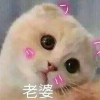 高清可爱的抖音猫咪情侣头像图片 超可爱的情侣猫咪头像