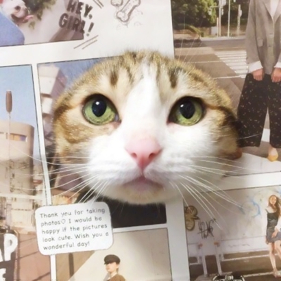 高清可爱的抖音猫咪情侣头像图片 超可爱的情侣猫咪头像