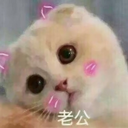 高清可爱的抖音猫咪情侣头像图片 超可爱的情侣猫咪头像