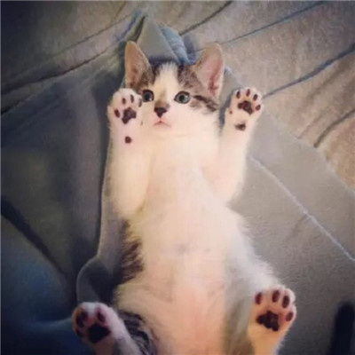 最近很火的好看软萌猫咪头像 适合微信头像的猫咪图片男生女生用