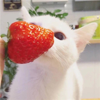 最近很火的好看软萌猫咪头像 适合微信头像的猫咪图片男生女生用