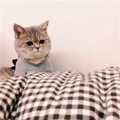 最近很火的好看软萌猫咪头像 适合微信头像的猫咪图片男生女生用