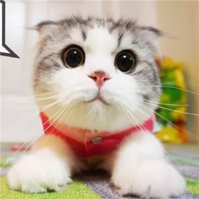 最近很火的好看软萌猫咪头像 适合微信头像的猫咪图片男生女生用