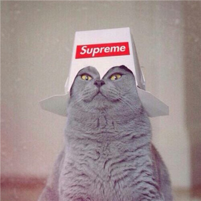 最近很火的好看软萌猫咪头像 适合微信头像的猫咪图片男生女生用