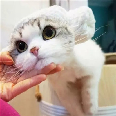 最近很火的好看软萌猫咪头像 适合微信头像的猫咪图片男生女生用