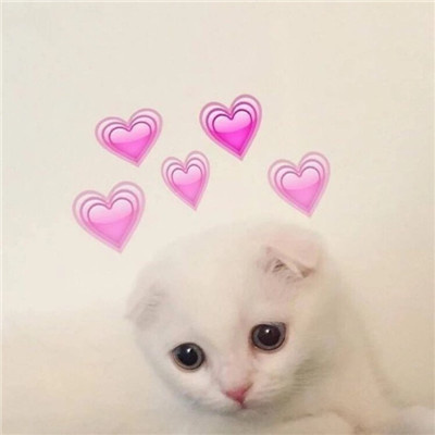 最近很火的好看软萌猫咪头像 适合微信头像的猫咪图片男生女生用