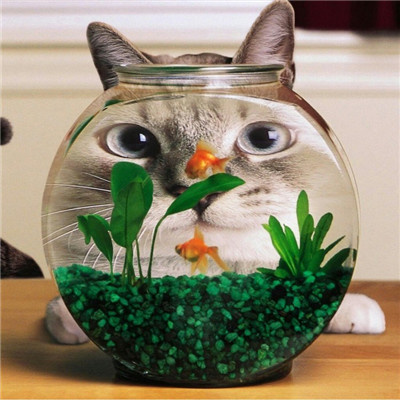 最近很火的好看软萌猫咪头像 适合微信头像的猫咪图片男生女生用
