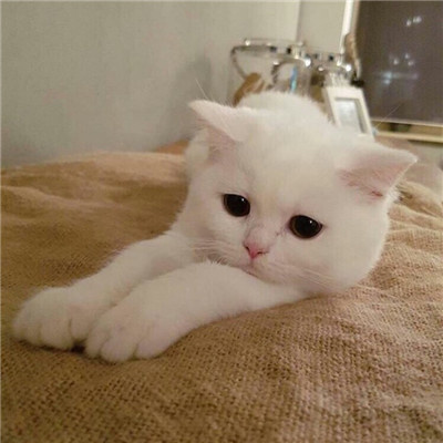 最近很火的好看软萌猫咪头像 适合微信头像的猫咪图片男生女生用