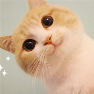 最近很火的好看软萌猫咪头像 适合微信头像的猫咪图片男生女生用