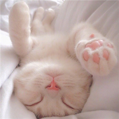 最近很火的好看软萌猫咪头像 适合微信头像的猫咪图片男生女生用