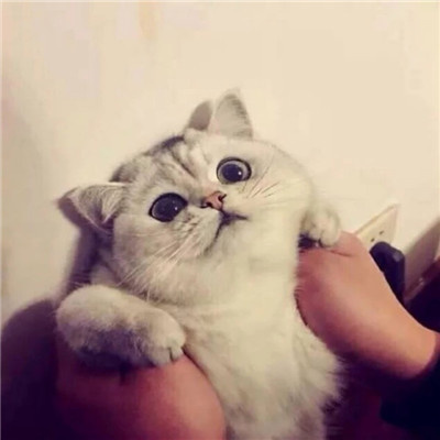 最近很火的好看软萌猫咪头像 适合微信头像的猫咪图片男生女生用