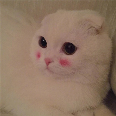 最近很火的好看软萌猫咪头像 适合微信头像的猫咪图片男生女生用