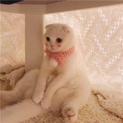 最近很火的好看软萌猫咪头像 适合微信头像的猫咪图片男生女生用