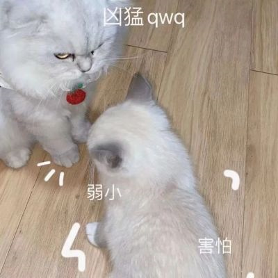 可爱到爆的情侣动物头像合集 巨甜且好看的动物系列情侣头像一对