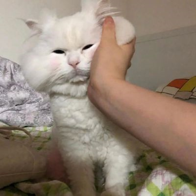 高质量呆萌可爱动物头像合集 最近很火的猫咪头像2022图片大全