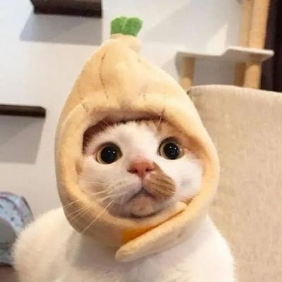 高质量呆萌可爱动物头像合集 最近很火的猫咪头像2022图片大全