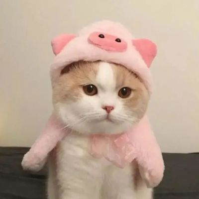 高质量呆萌可爱动物头像合集 最近很火的猫咪头像2022图片大全