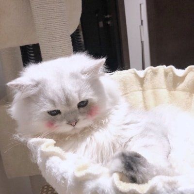 高质量呆萌可爱动物头像合集 最近很火的猫咪头像2022图片大全
