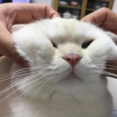 高质量呆萌可爱动物头像合集 最近很火的猫咪头像2022图片大全