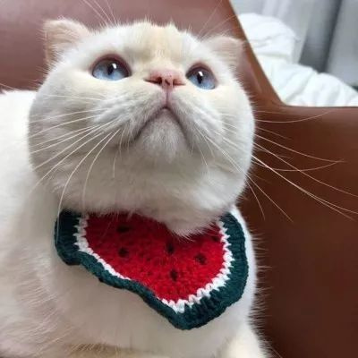 高质量呆萌可爱动物头像合集 最近很火的猫咪头像2022图片大全