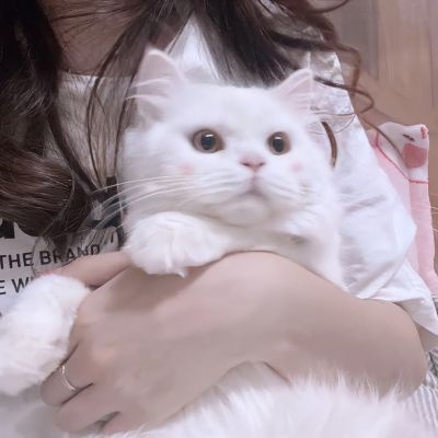 情侣头像萌猫超甜图片合集 高质量可爱情侣双人动物情头