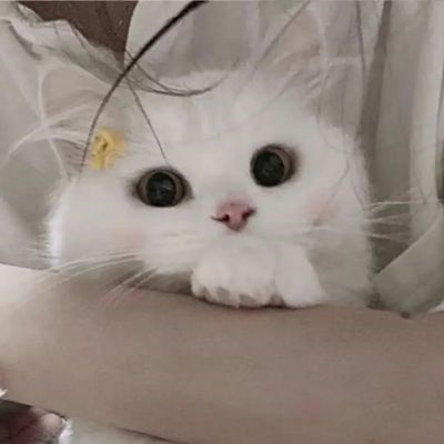 情侣头像萌猫超甜图片合集 高质量可爱情侣双人动物情头