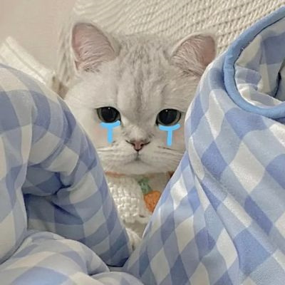 情侣头像萌猫超甜图片合集 高质量可爱情侣双人动物情头