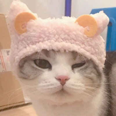 情侣头像萌猫超甜图片合集 高质量可爱情侣双人动物情头