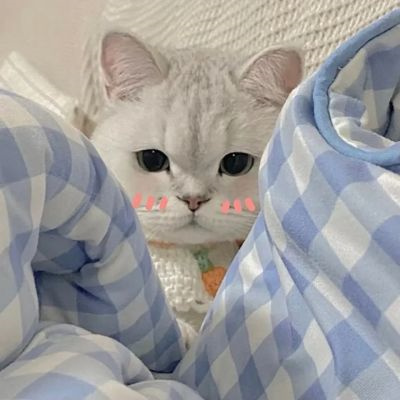 情侣头像萌猫超甜图片合集 高质量可爱情侣双人动物情头