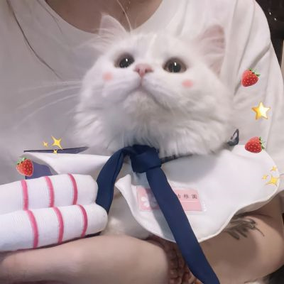 情侣头像萌猫超甜图片合集 高质量可爱情侣双人动物情头